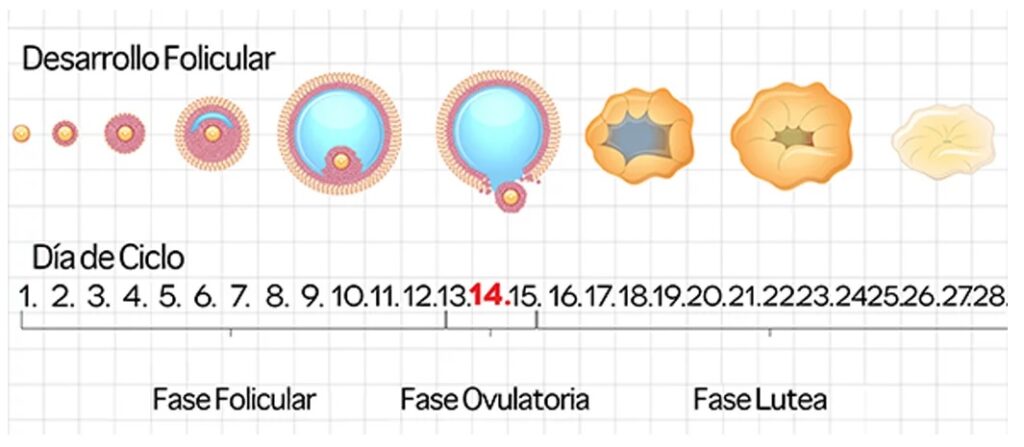 Fase folicular