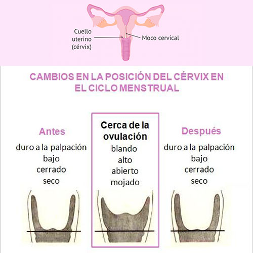 Método sintotérmico y la posición del cérvix