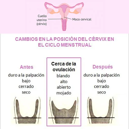 Método sintotérmico y la posición del cérvix